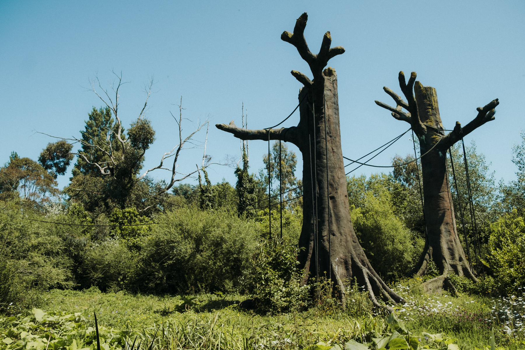 Przestrzeń dla małp w Dublin Zoo