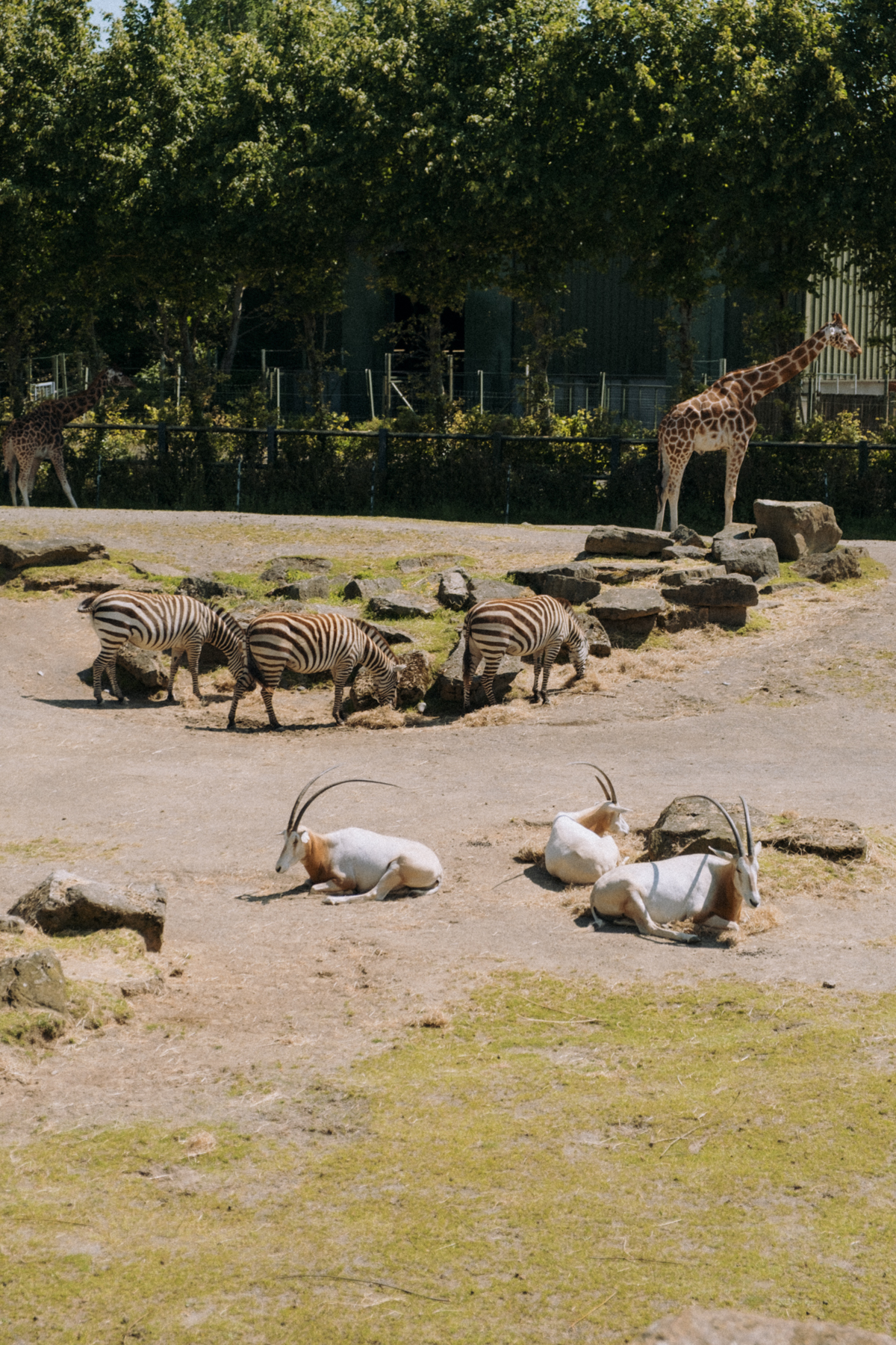 Sawanna w Dublin Zoo