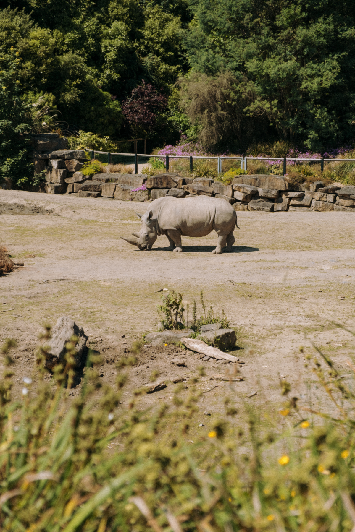 Jednorożec w Dublin Zoo