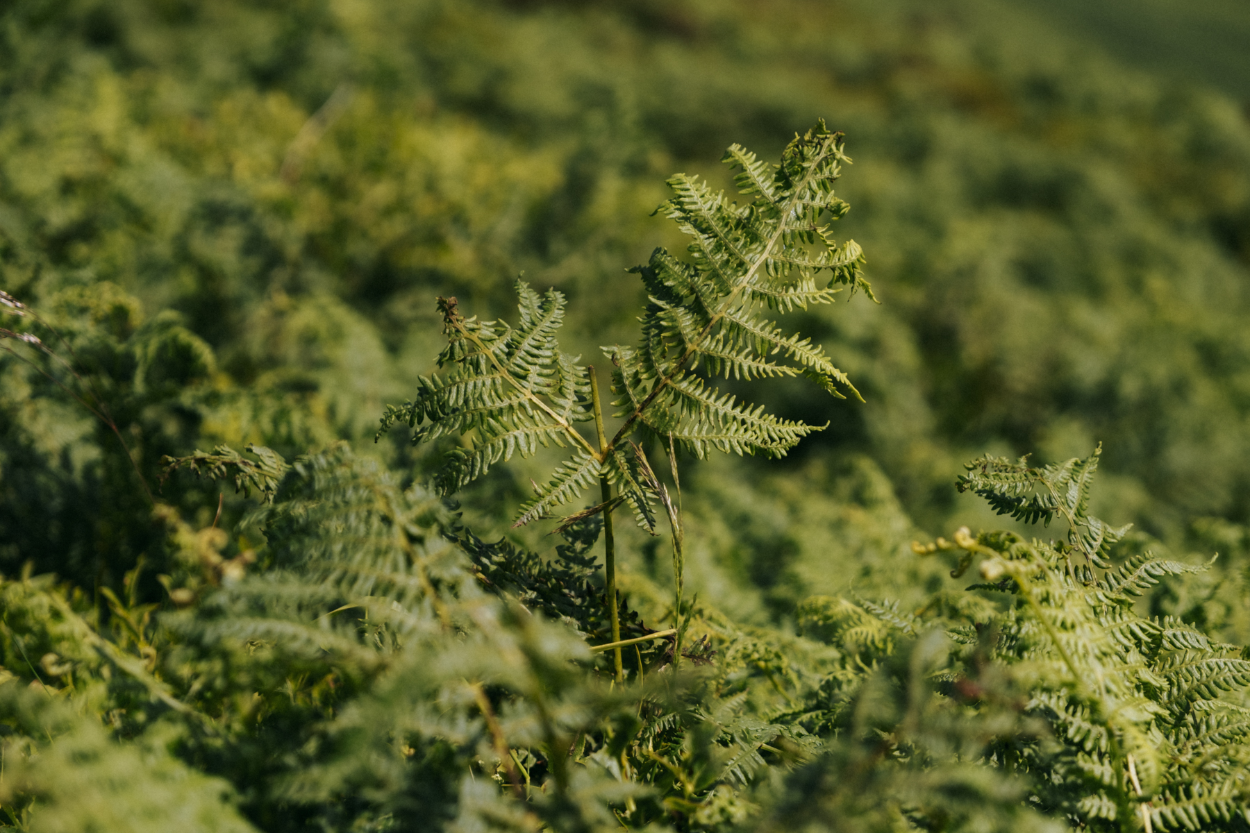 Lough Bray Loop Wicklow Vegetation
